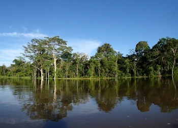 アマゾン河支流