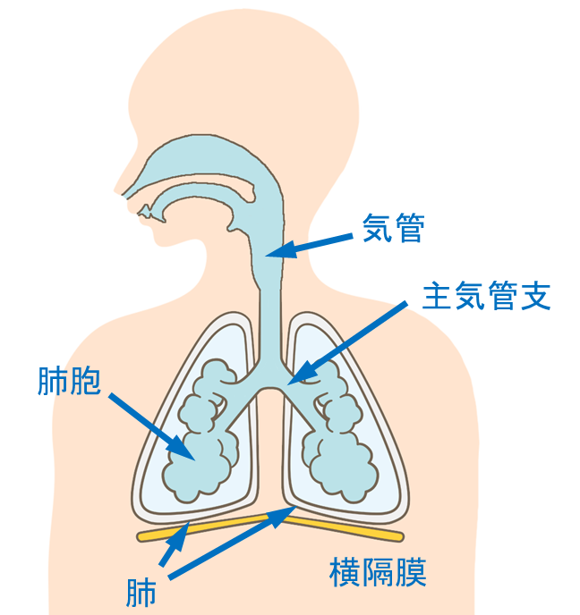 呼吸器系の構造