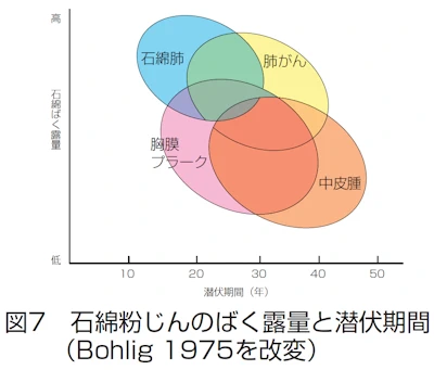 　石綿粉じんのばく露量と潜伏期間