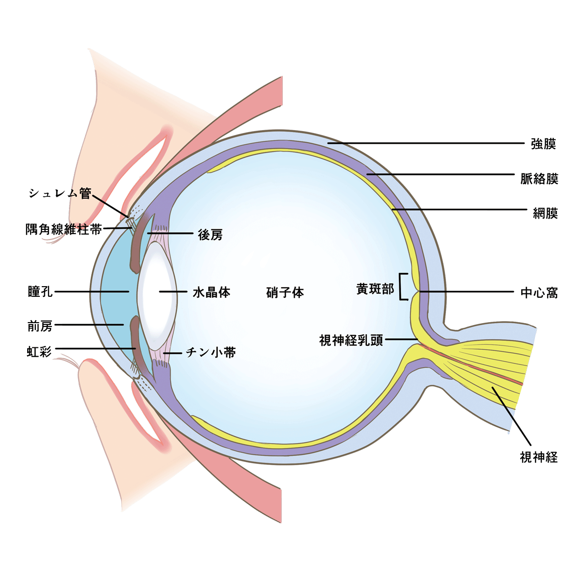 眼球の断面図（解剖図）のイラスト