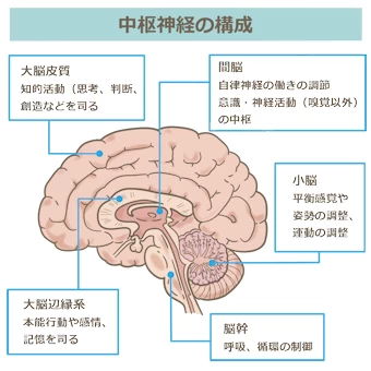 脳の断面図（解剖図）のイラスト