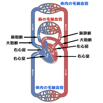 肺循環と体循環のイラスト