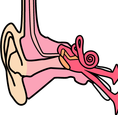 耳の仕組み