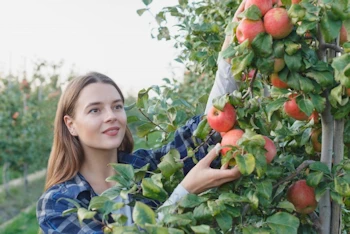 果実を摘む女性